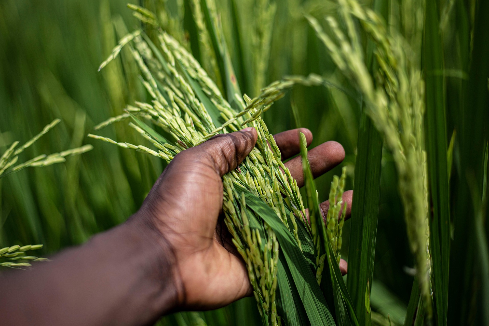 Agriculture